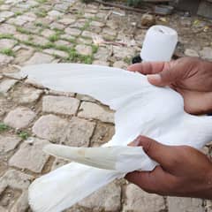 pigeons