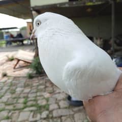 pigeons