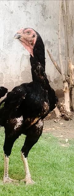 pure king shamo black
