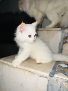 Persian kitten for sell