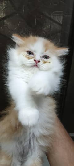 Persian