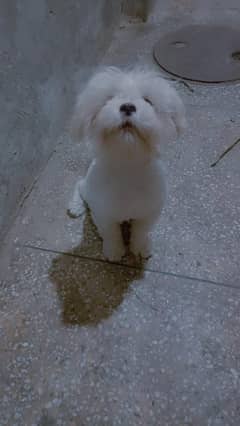 shih Tzu