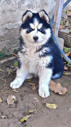 siberian husky male for sale in multan