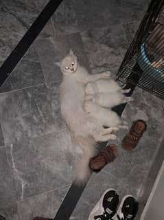 Kittens available