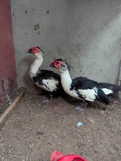 ducks