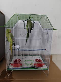 Ring neck parrot pair male and female with cage