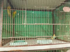 parrot for sale