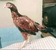 Old Aseel breeds