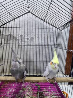 Cockatiel Pair Pied and Gray