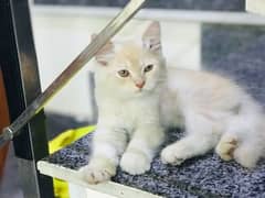 kitten pointed breed