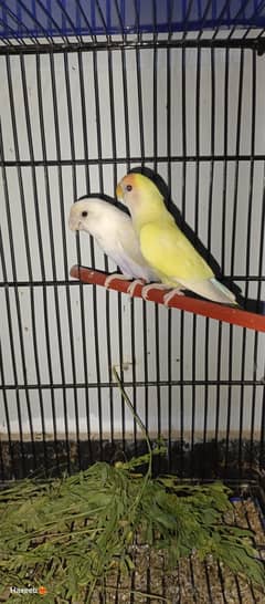 Birds small setup for sale