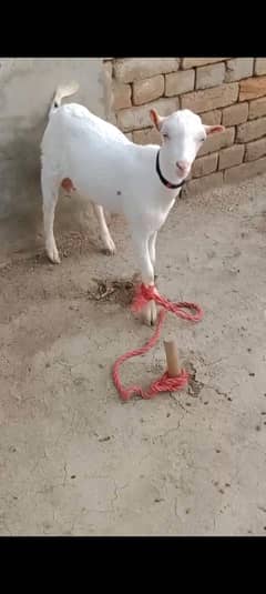 Face Quality Tedda Male Age 4 months Healthy Vaccinated
