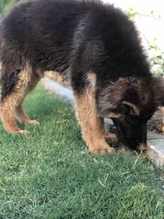 german shepard dog male