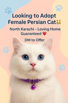 female cat need