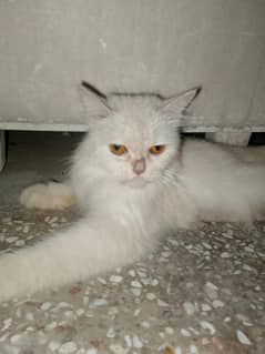 Persian Kitten Odd eyes female