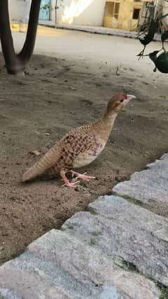 Irani Male Teetar