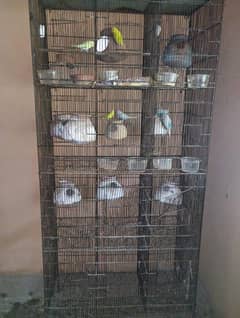 3 breeding Pair with Cage