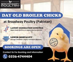 Broiler Chicks | Farm Chicken Hen Hatching Breeder Egg Poultry Meat