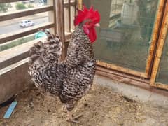 Plymouth Rock American Breed. Chicks and eggs