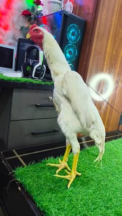 shamo