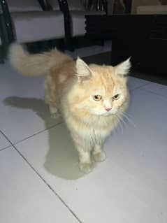 Female triple coated persian cat for sale
