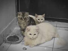 Persian 2 cats 1 male 1 female blue Eyes