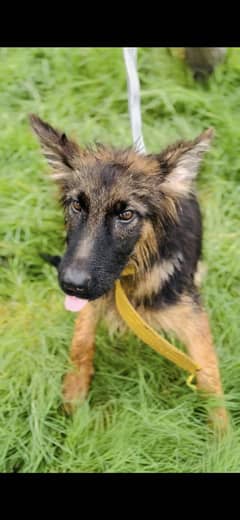 German shepherd