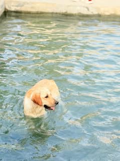Labrador Retriever for sale