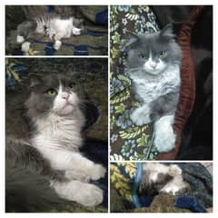 Female Cat Mating, Male Stud Cat available for Mating, Mating Services