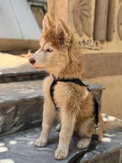 pet dog