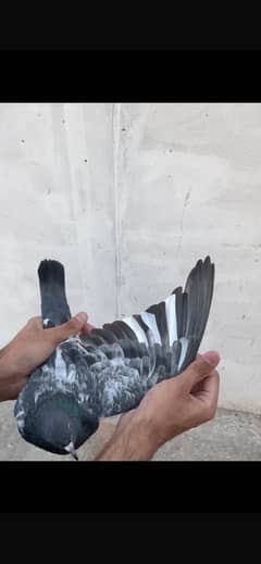Feruzpuri female breeder or pure chapra bacha