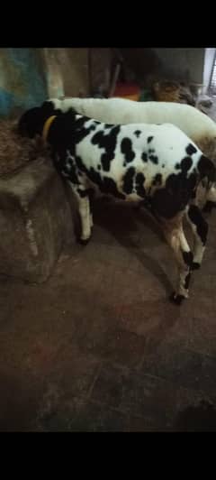 2 male jori