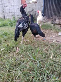 Shamo
