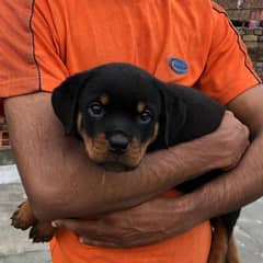 Rottweiler Puppie / Rottweiler Female / Rottweiler  Puppy