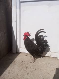 Australorp Male healthy and active and full age Roster