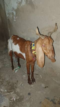 doodh wali bakri (healthy milking goat for sale)