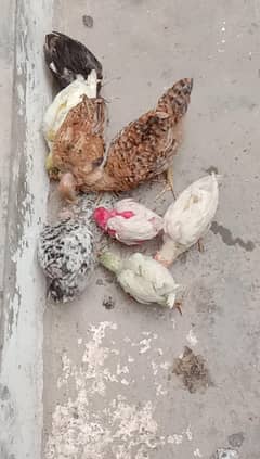 poultry birds looking for a new shelter.