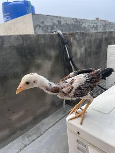 Aseel amroha chicks peela cross homebreed