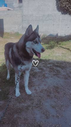 Husky Stud Available