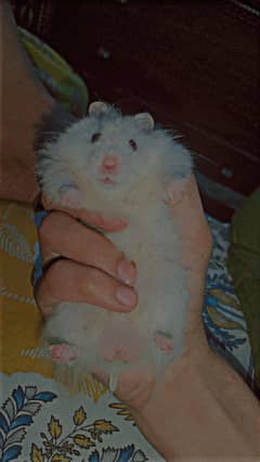 hamster