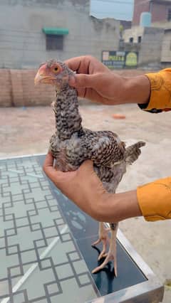 Hen aseel shamoo