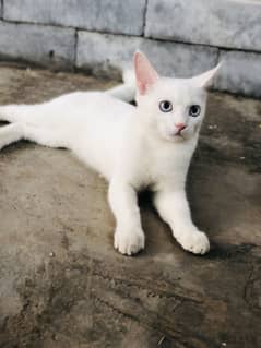 Russian cat