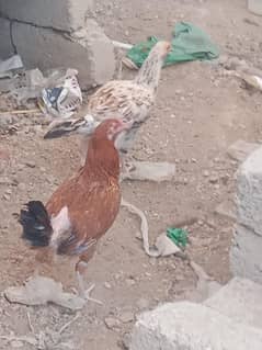 4 Aseel Females for sale urgent
