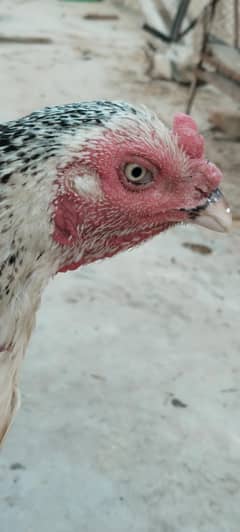 Hen Sale