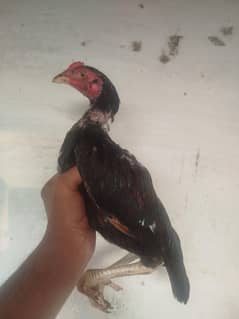 Homebreed high quality aseel