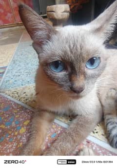 Siamese