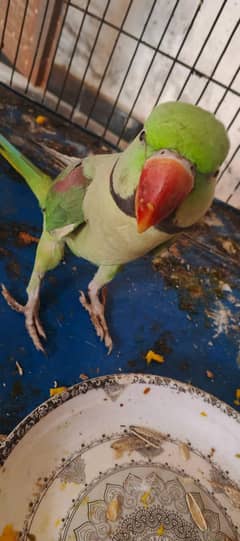 pahare