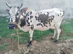 cow