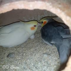 cockatiel breeder pair