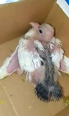 ENGLISh fantail pegion baby for sale